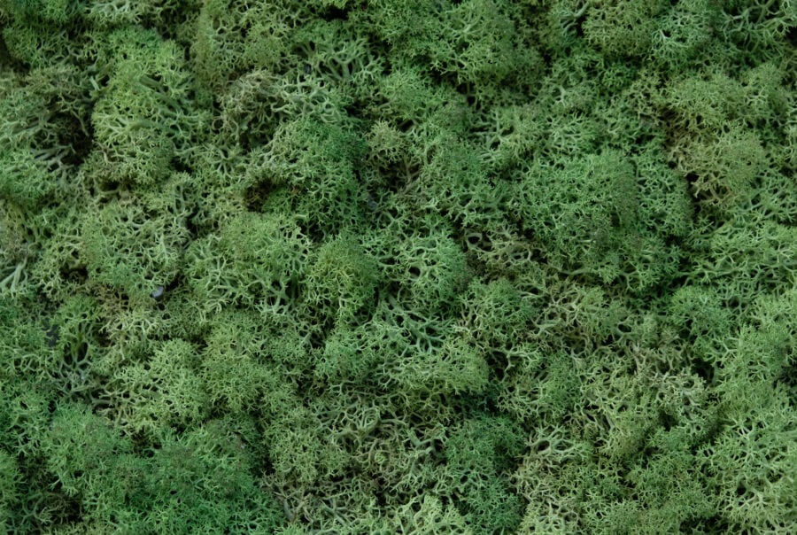 wandpaneele-mix-island-moss-natur-gruen-smoothie
