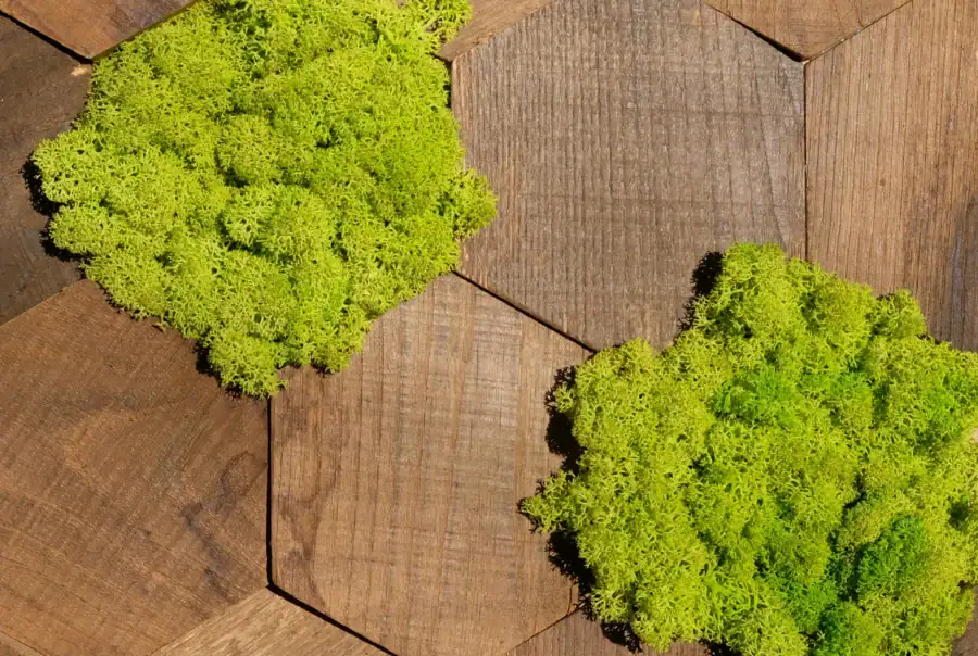 Moss Explosion - Wandpaneele Kastanienholz mit Islandmoos