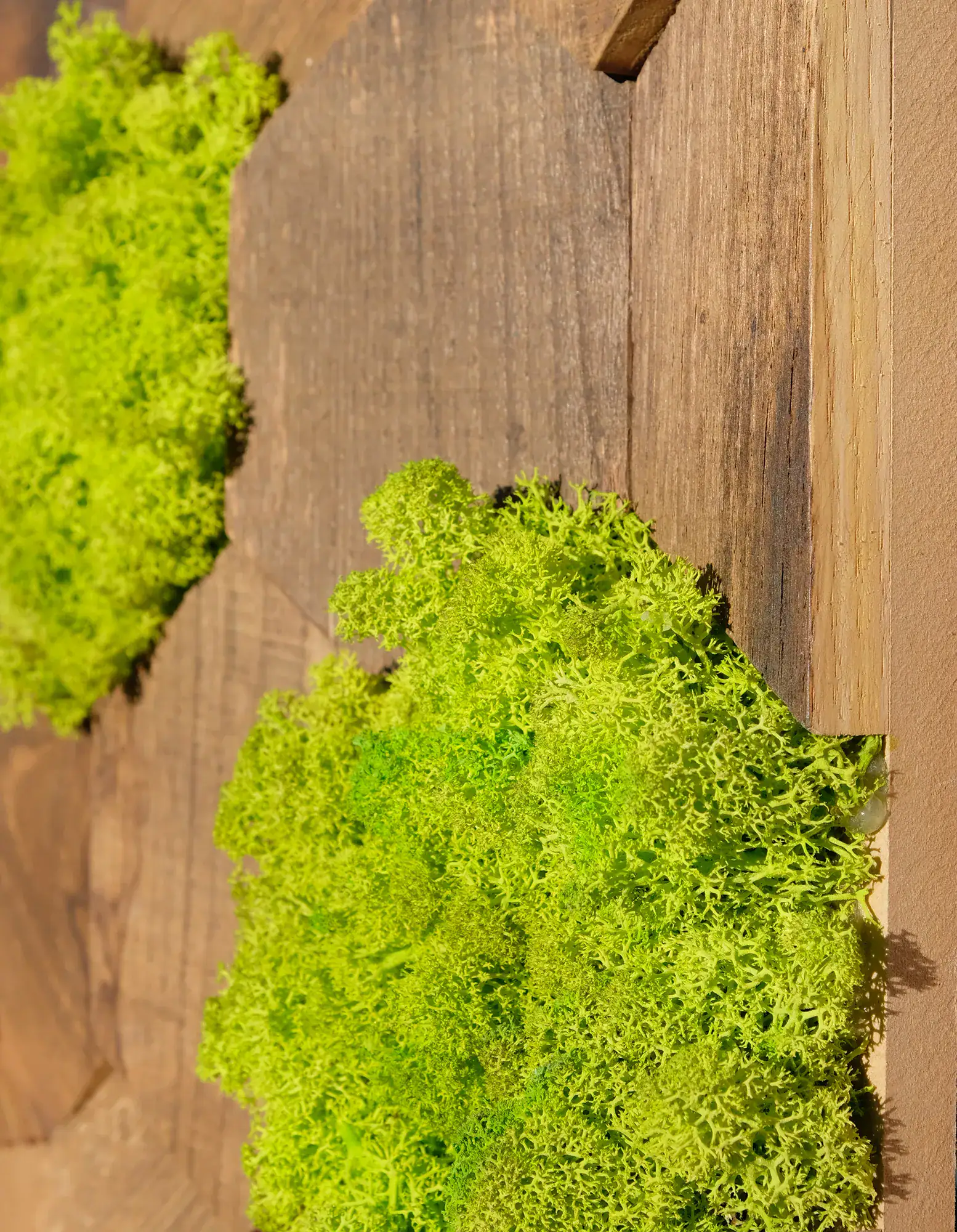 Moss Explosion - Wandpaneele Kastanienholz mit Islandmoos-seitlich.0-2webp