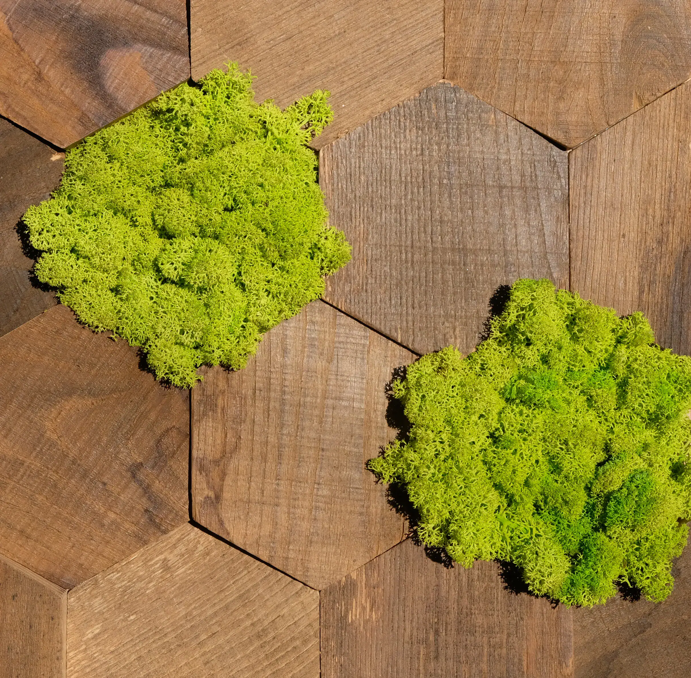 Moss Explosion - Wandpaneele Kastanienholz mit Islandmoos